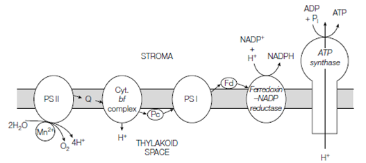 2048_Light reactions in eukaryotic photosynthesis 1.png